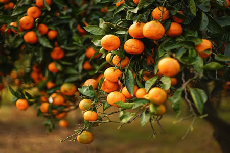 Mandalina Fidanlarımız